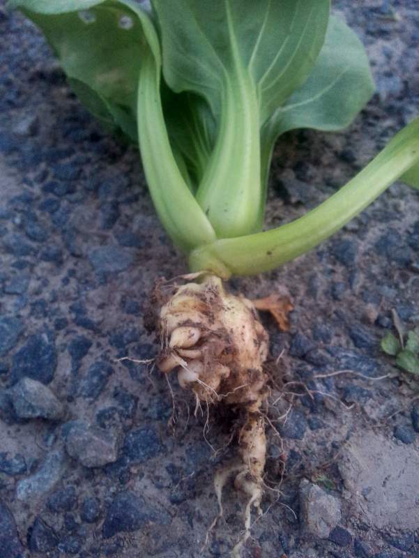 中瑞两国科研人员联手绘制微生物在植物根系的“定居地图”