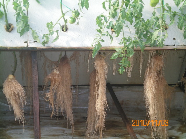 中瑞两国科研人员联手绘制微生物在植物根系的“定居地图”