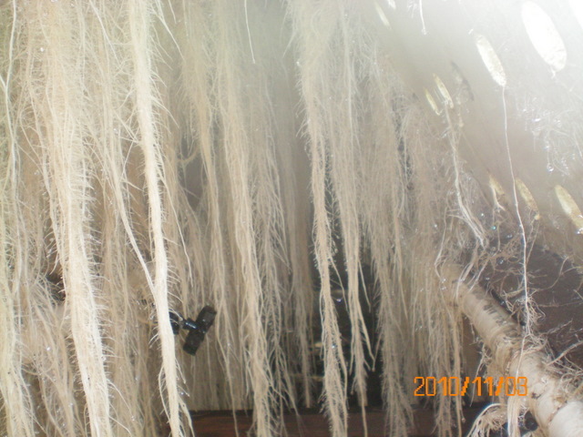 中瑞两国科研人员联手绘制微生物在植物根系的“定居地图”