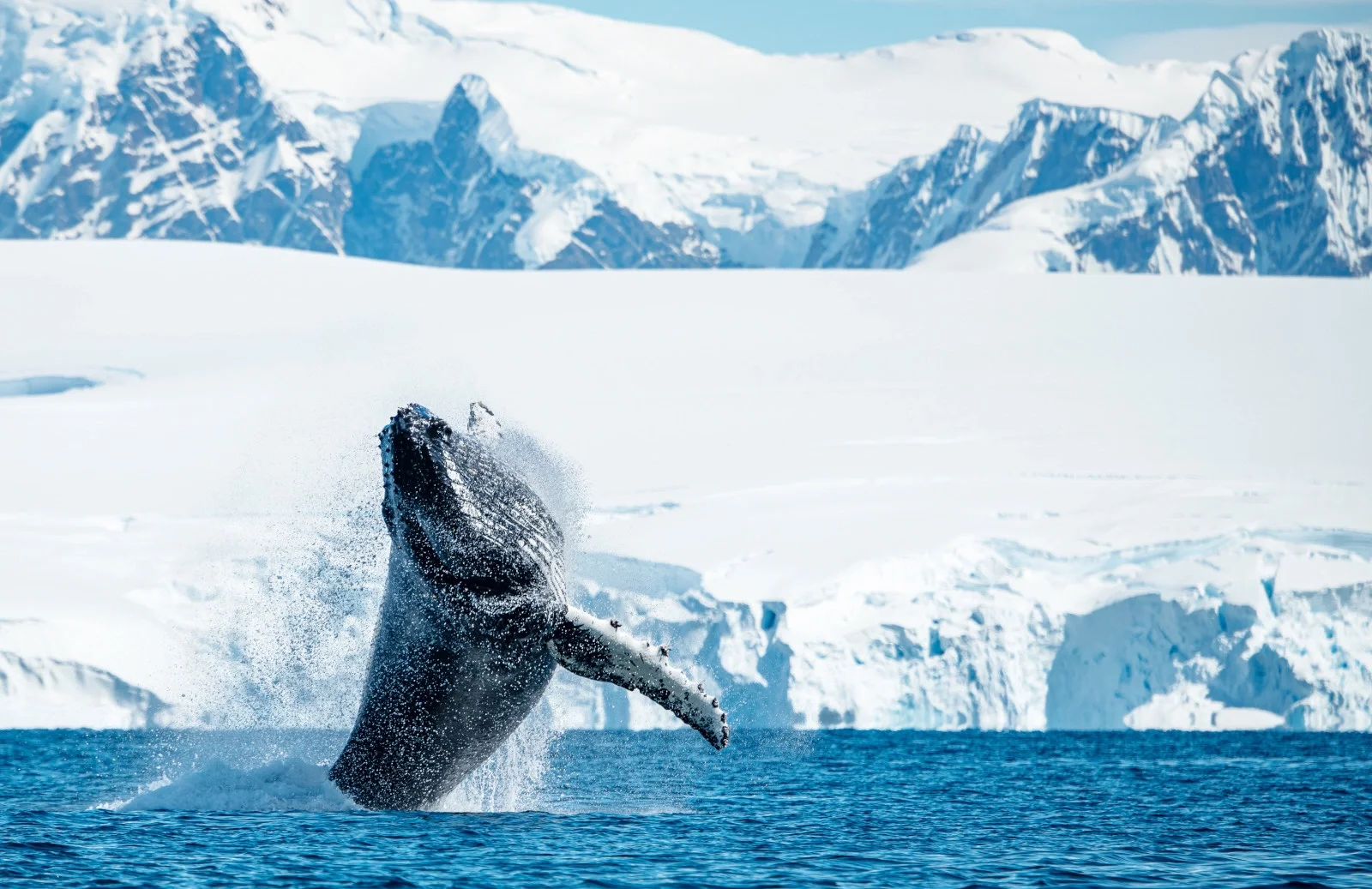 “蛟龙”潜冰洋——创新开展北极深海生物调查