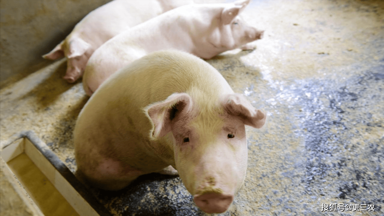 温氏股份：公司3月份肉猪（含毛猪和鲜品，不含仔猪）均重为249斤