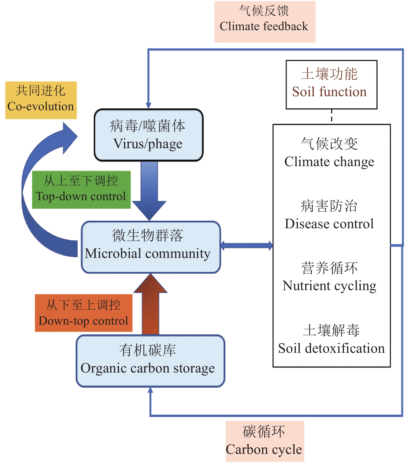 新研究揭示肠道“休眠”噬菌体被“唤醒”的机制