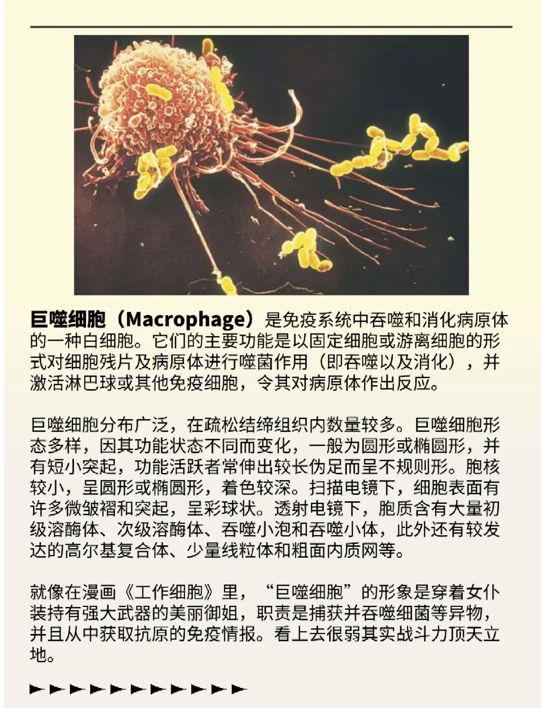 新研究揭示肠道“休眠”噬菌体被“唤醒”的机制