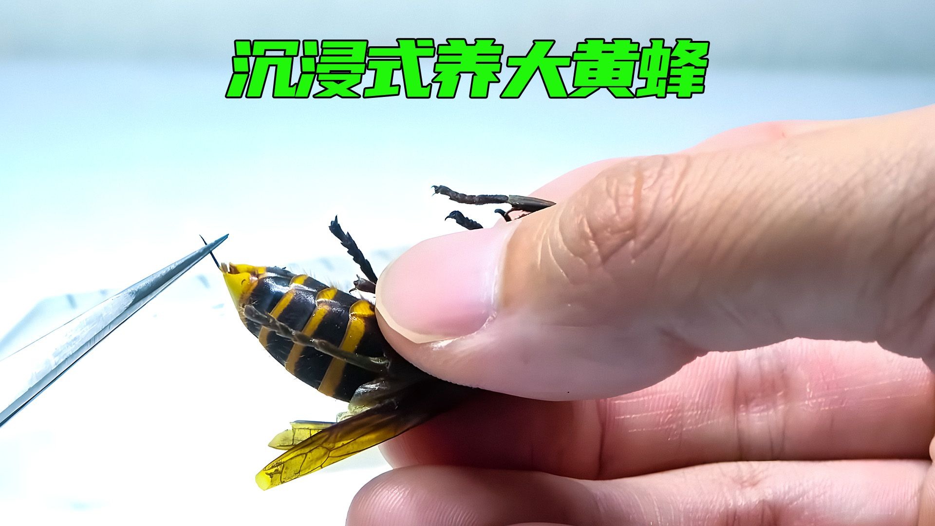 研究发现大黄蜂间能看见并“传染”好心情