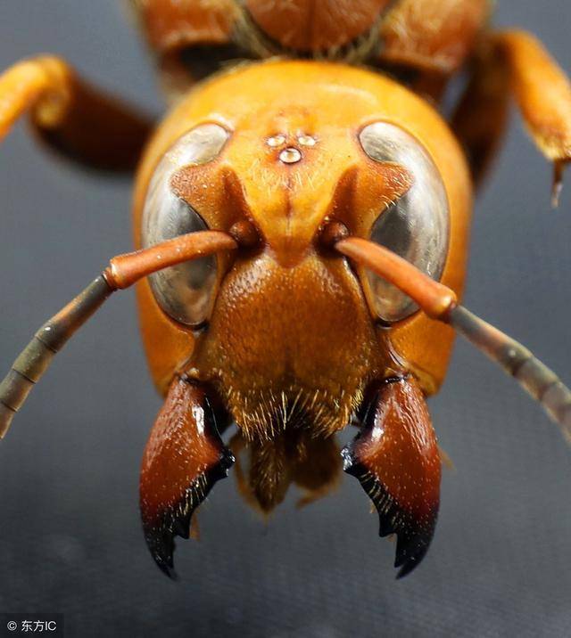 研究发现大黄蜂间能看见并“传染”好心情