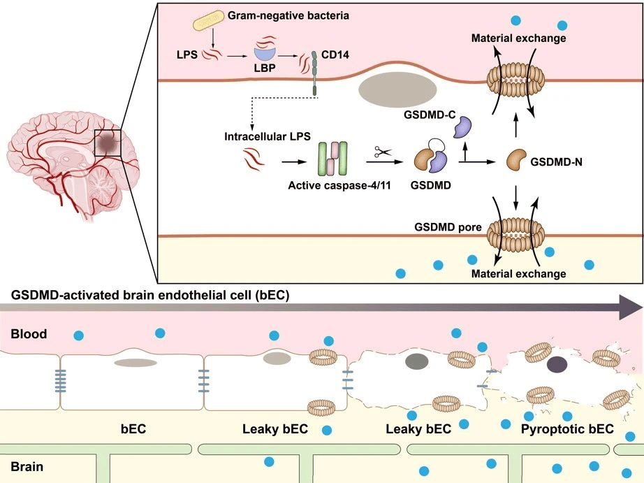 研究发现促进脑内髓鞘生成的生物学机制