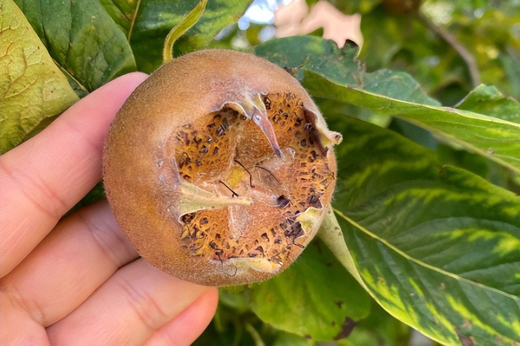 粉尘也能“施肥”？科研人员揭秘其对气候影响之谜