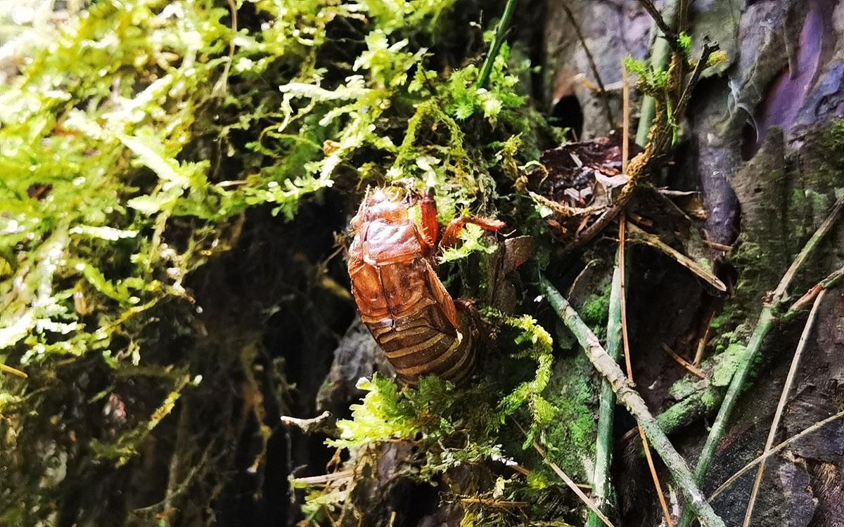 国家野生植物库辰山中心：种子存量突破一亿粒