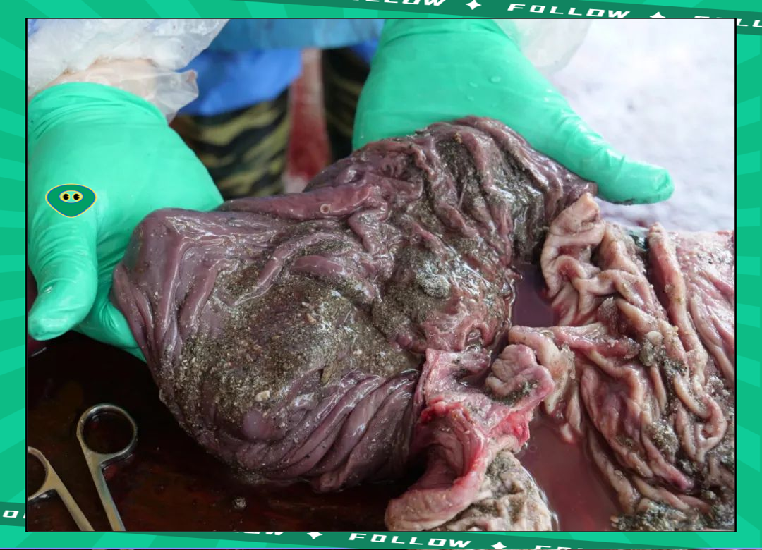 研究：多种鲸和海豚受“永久性化学物质”广泛污染