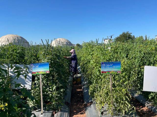 全链条技术突破让“一粒种子”实现精准设计