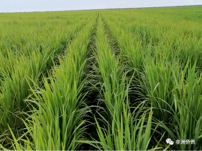 桑给巴尔发展社会福利事业