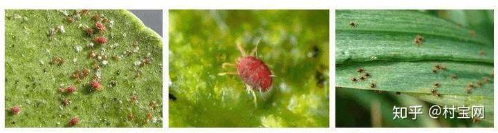 红 宝 丽：异丙醇胺应用领域较广泛