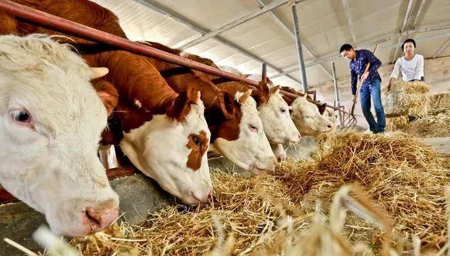 “量增价降”？社科院高培勇：分配制度改革是提振消费的关键抓手