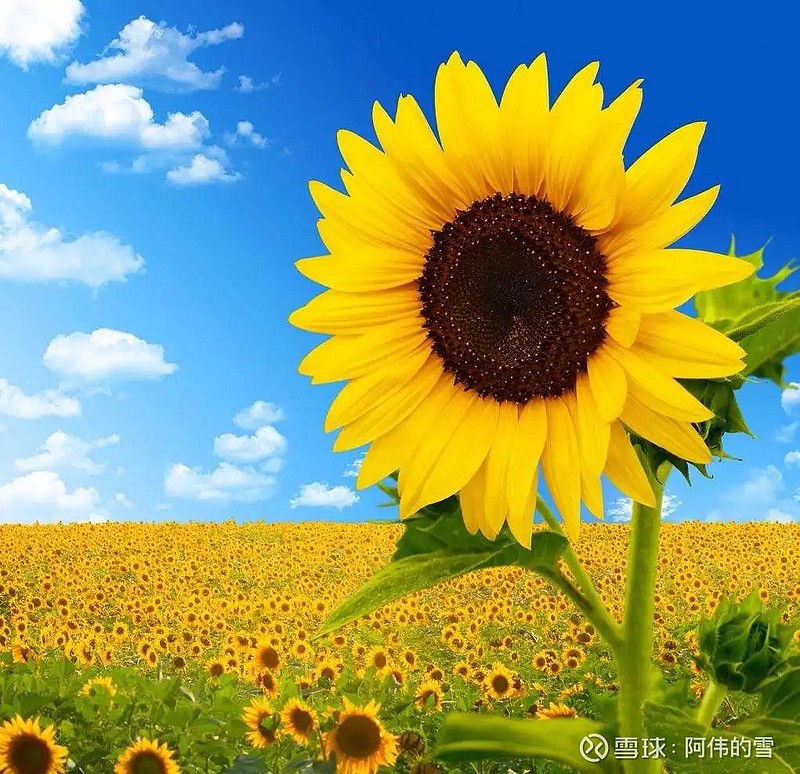 国药一致：稳步提升分红让价值判断更合理