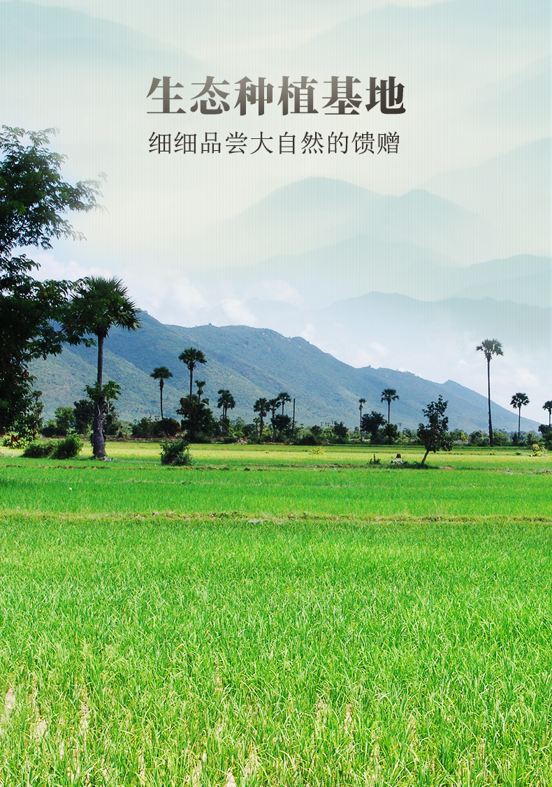 2025年柬埔寨大米出口超94万吨 出口额逾6亿美元