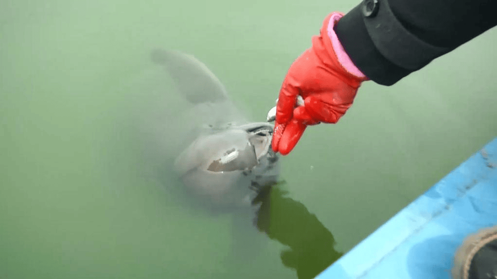 新华鲜报丨1426头！长江江豚新数据见证长江十年禁渔新成效