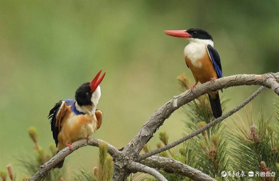 立方风控鸟·晚报（2月6日）