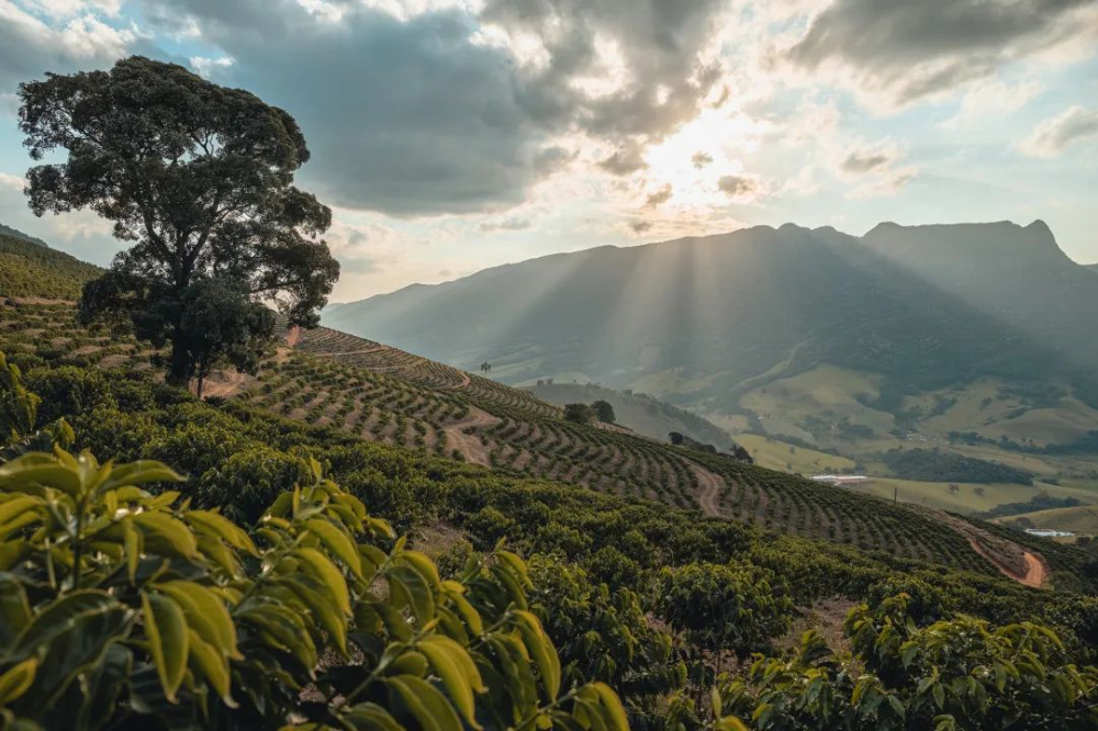 巴西2026/27年度咖啡豆产量预计同比增长10.1%