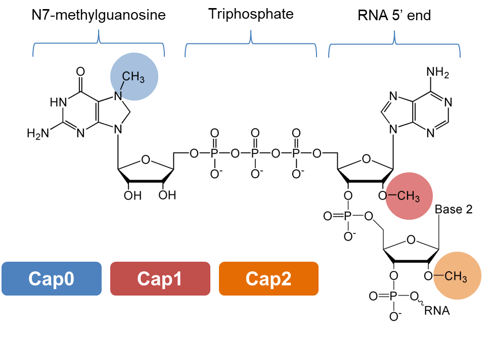 亚辉龙获得发明专利授权：“LHBs的特异性结合蛋白、核酸分子、载体、细胞、检测试剂盒及其制备方法与应用”