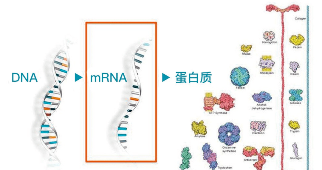 亚辉龙获得发明专利授权：“LHBs的特异性结合蛋白、核酸分子、载体、细胞、检测试剂盒及其制备方法与应用”