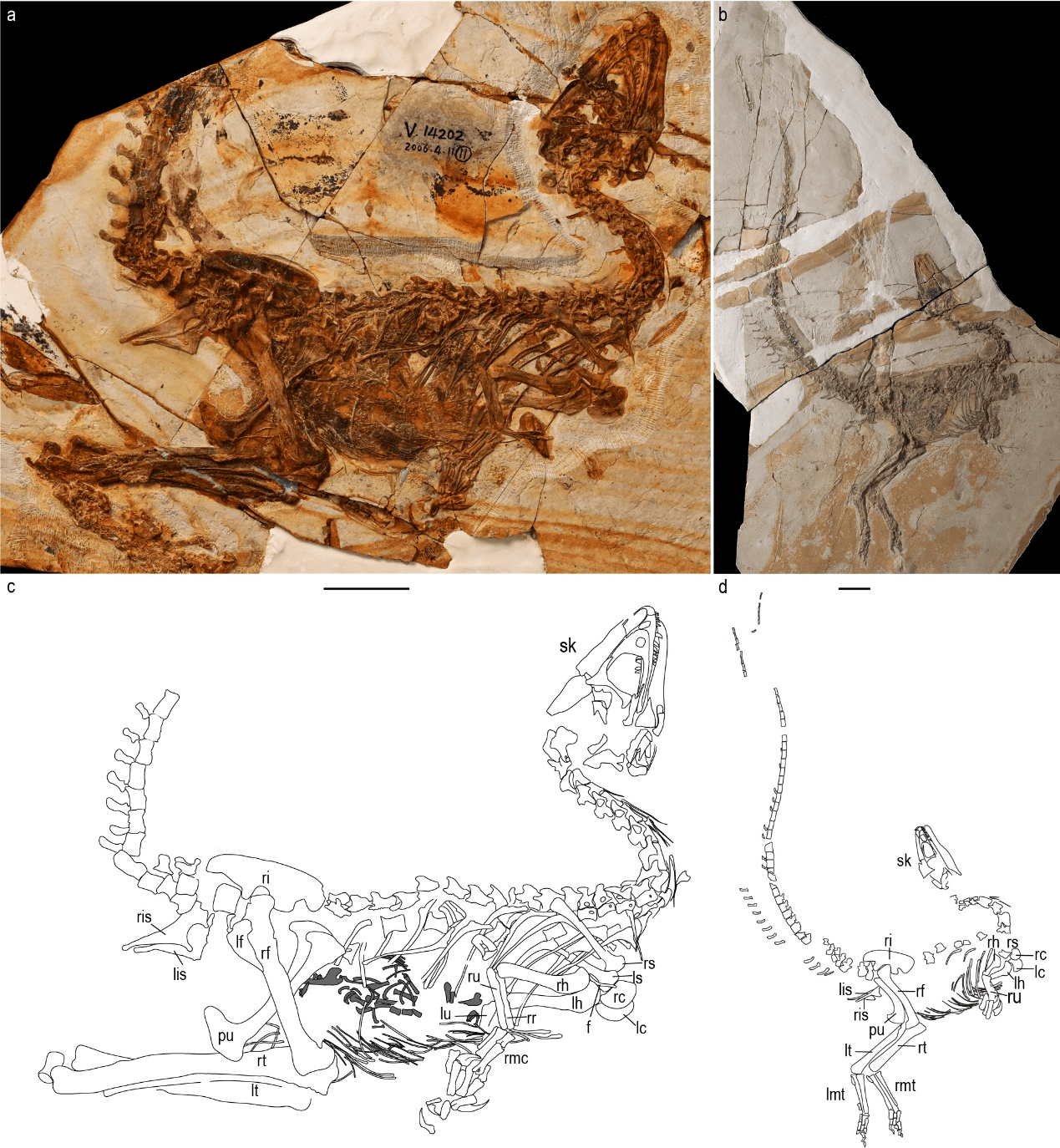 罗马尼亚发现新鸭嘴龙类恐龙物种化石