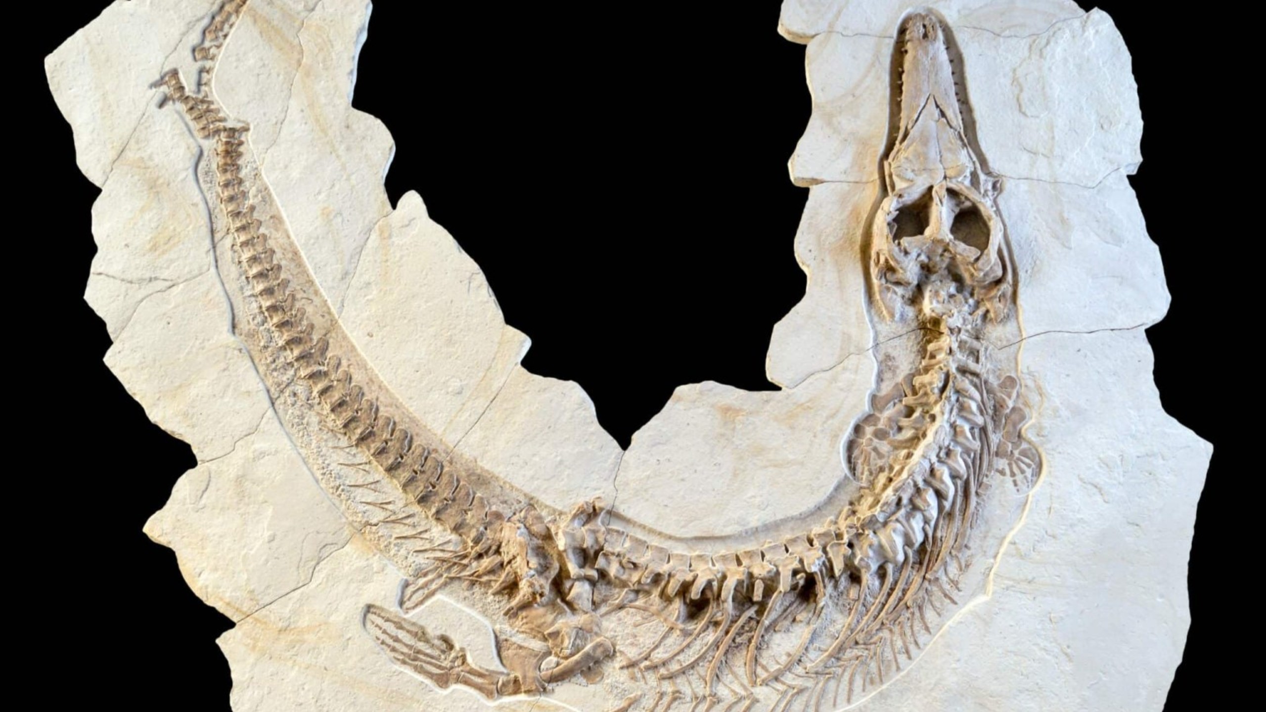 罗马尼亚发现新鸭嘴龙类恐龙物种化石