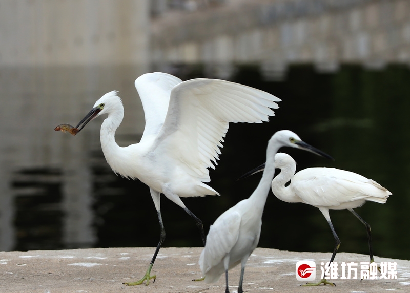 立方风控鸟·晚报（3月13日）