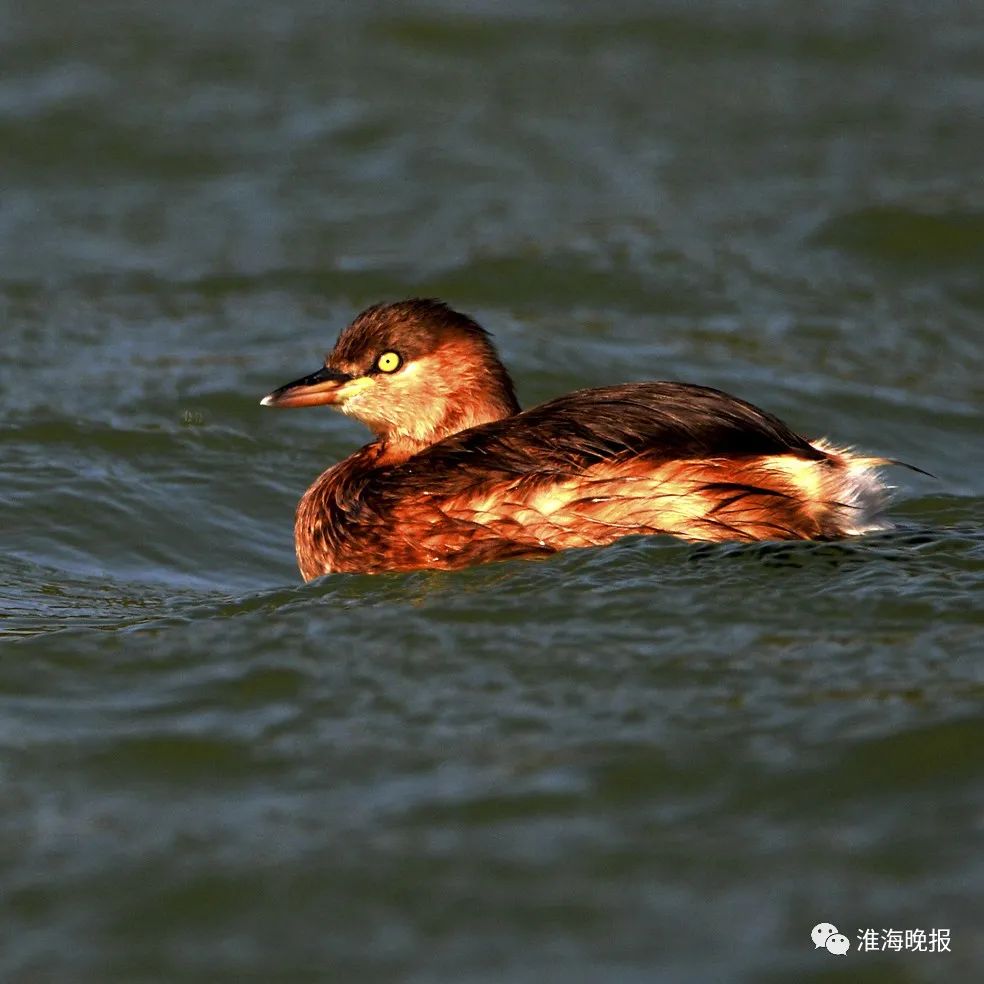 立方风控鸟·晚报(3月26日)