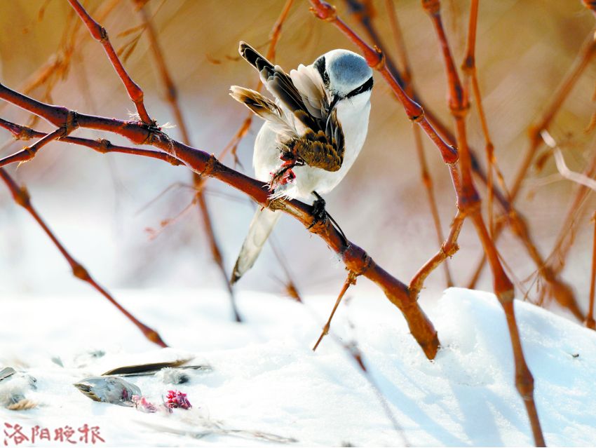 立方风控鸟·晚报(3月26日)