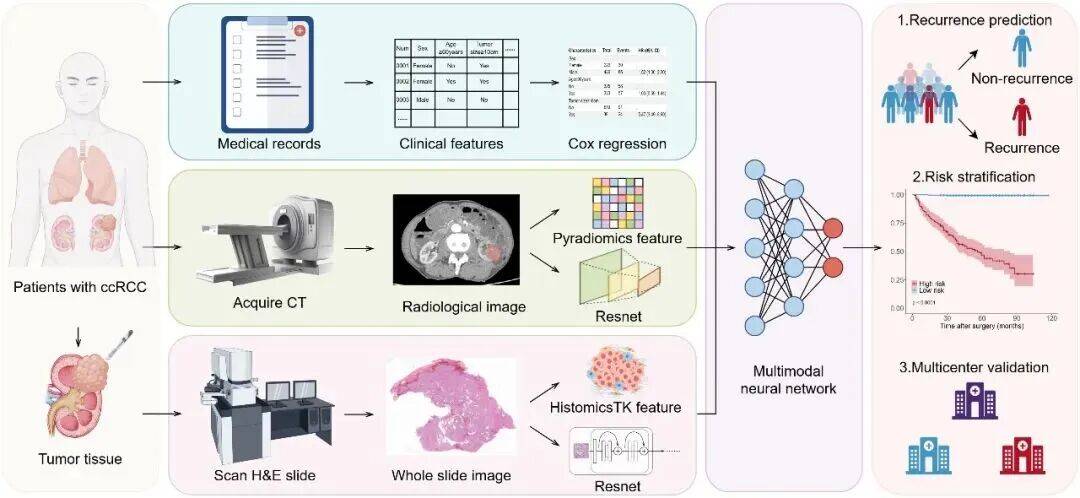 科学与健康・聚焦中国科学十大进展｜中国团队实现全球首例基因编辑猪肝脏移植人体
