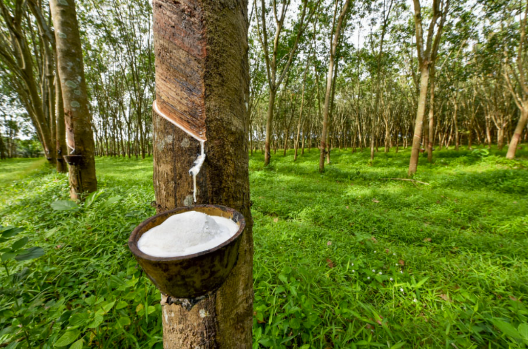 2025年柬埔寨农业实现稳步增长，对GDP贡献率达16.1%