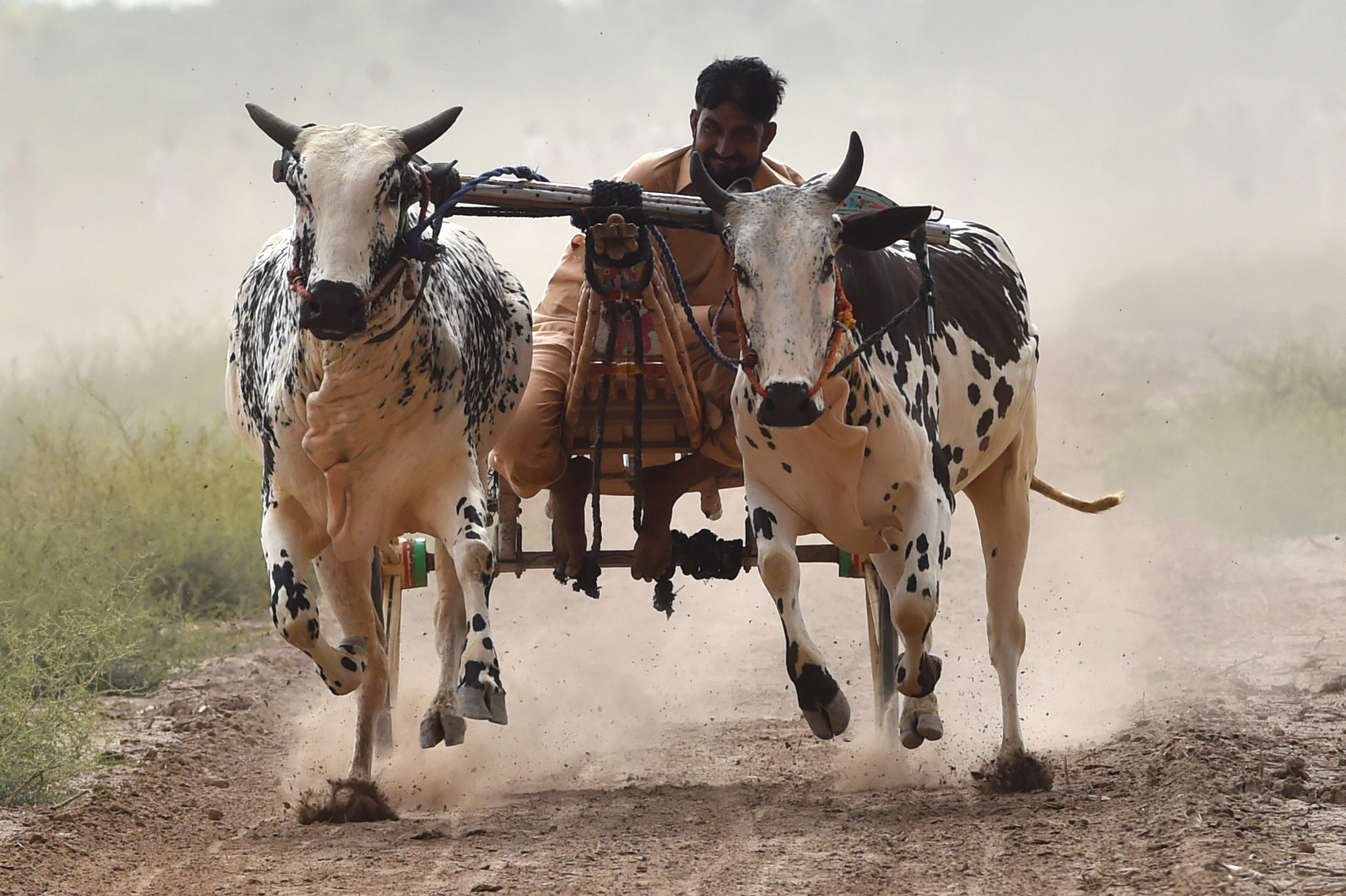 “牛基”沉浮录：穿越牛熊者寥寥 价值为锚者长青