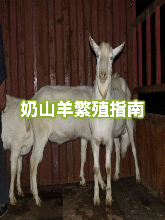 我国首次成功批量克隆超高产奶山羊