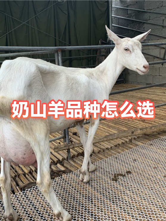 我国首次成功批量克隆超高产奶山羊